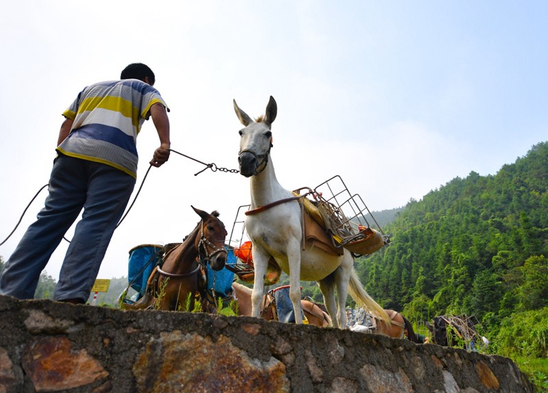 兴山县骡马运输